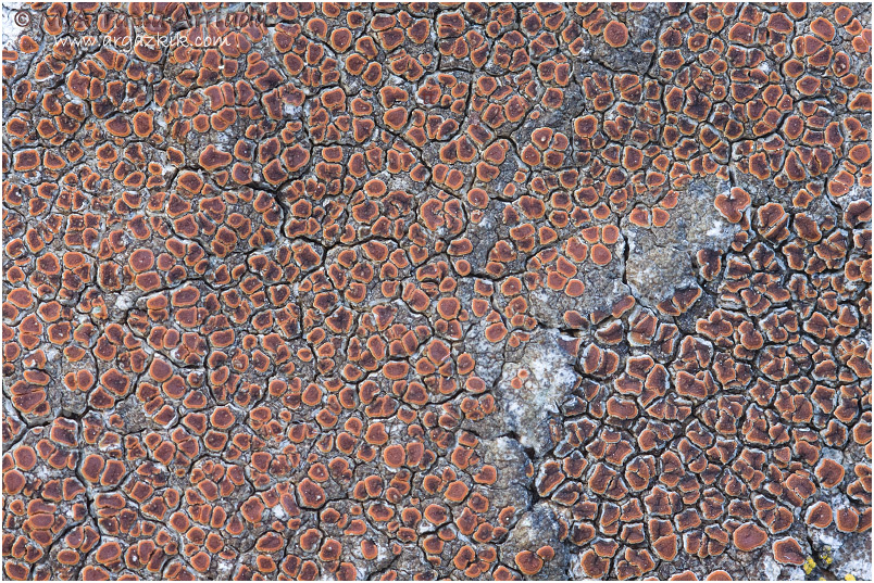 Caloplaca erythrocarpa