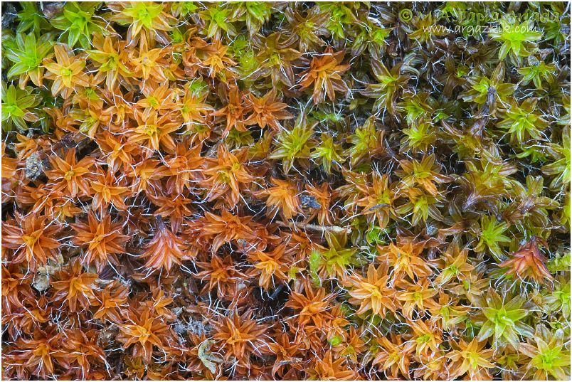Pleurochaete squarrosa