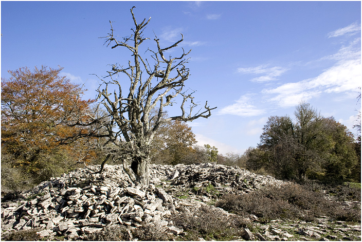 Armorkora handia