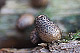 Lycogala conicum 2