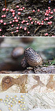 Lycogala conicum Artxibo
