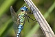 Aeshna affinis Pic 1