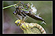 Aeshna cyanea Pic 2