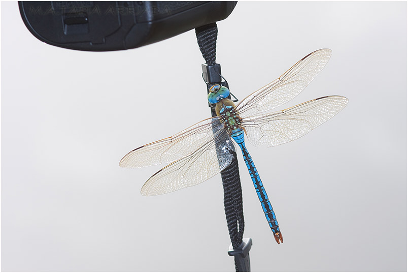 Anax imperator photo2