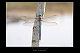 Anax imperator Pic 1
