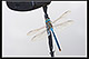 Anax imperator Pic 2
