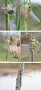 Anax imperator Artxibo
