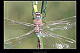 Anax parthenope Pic 1