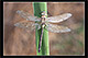 Anax parthenope Pic 2