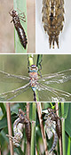 Anax parthenope Artxibo