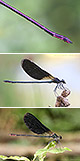 Calopteryx haemorrhoidalis Artxibo