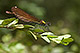 Calopteryx virgo Pic 1