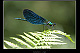 Calopteryx virgo Pic 2