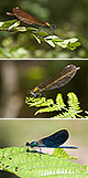 Calopteryx virgo Artxibo