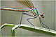 Calopteryx xanthostoma Pic 1