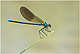 Calopteryx xanthostomaa Pic 2