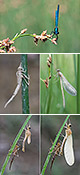Calopteryx xanthostoma Artxibo