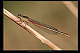 Ceriagrion tenellum Pic 1
