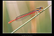 Ceriagrion tenellum Pic 2