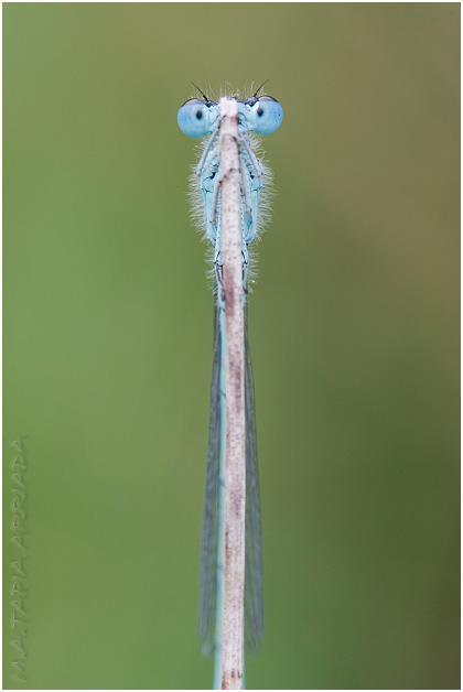 Coenagrion mercuriale photo 1