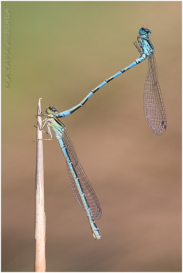 Coenagrion mercuriale photo 2