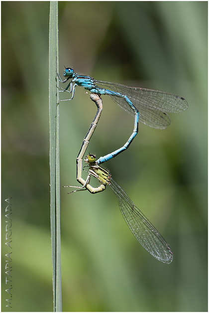 Coenagrion mercuriale photo3