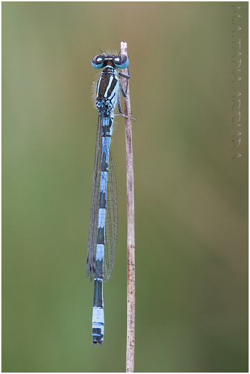 Coenagrion mercuriale photo 4