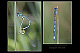 Coenagrion mercuriale Pic 2