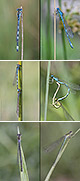 Coenagrion mercuriale Artxibo