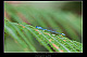 Coenagrion puella Pic 1