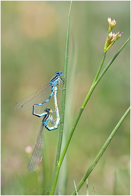 Coenagrion scitulum photo 1