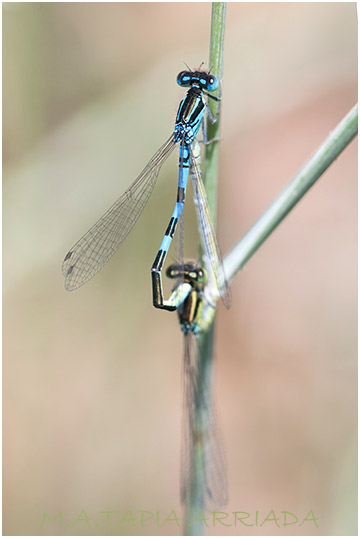 Coenagrion scitulum photo 2