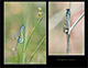 Coenagrion scitulum Pic 1