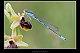Coenagrion scitulum Pic 2