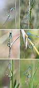 Coenagrion scitulum Artxibo
