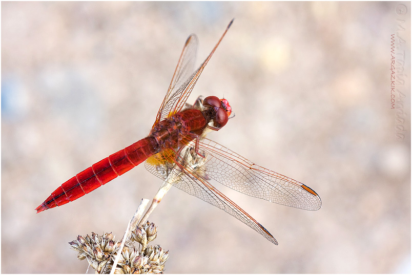 Crocothemis erythraea photo 1