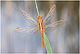 Crocothemis erythraea Pic 2