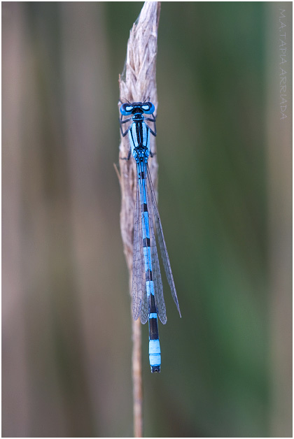 Enallagma cyathigerum photo 2