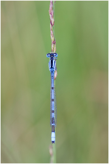 Enallagma cyathigerum photo 3