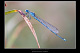 Erythromma lindenii Pic 1