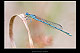 Erythromma lindenii Pic 2