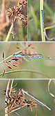 Erythromma lindenii Pic Artxibo