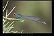 Erythromma viridulum Pic 2