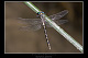 Gomphus graslinii Pic 1