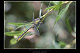 Gomphus graslinii Pic 2