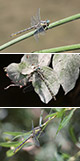 Gomphus graslinii Pic Artxibo