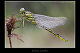 Gomphus pulchellus Pic 1