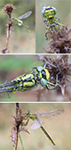 Gomphus pulchellus Artxibo