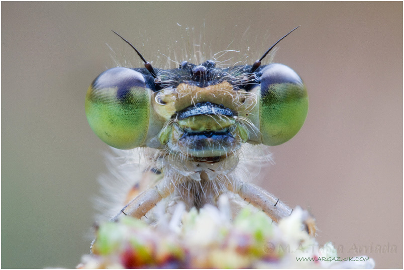 Ischnura elegans photo1