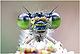 Ischnura elegans Pic 1